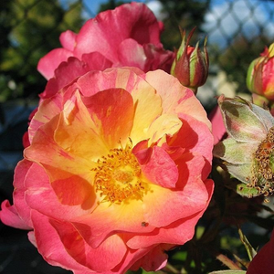 Portocaliu, cu dungi galbene - trandafir pentru straturi Floribunda
